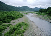 伊南川の水辺林