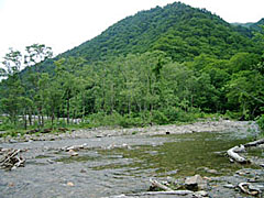 湯檜曽川のユビソヤナギ林