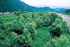 亀岡のヤナギ林