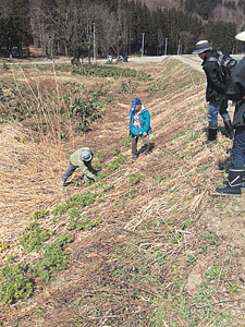 フクジュソウの咲く斜面