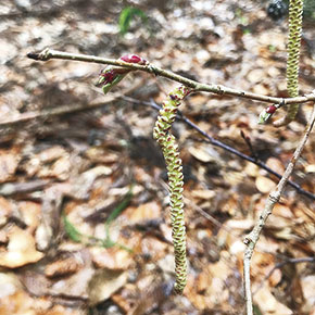 ツノハシバミ（小さな赤い雌花と垂れ下がる雄花序）