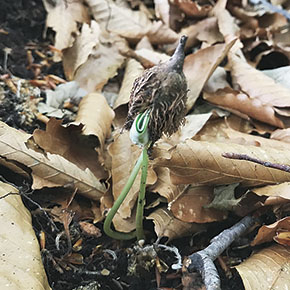 殻斗を持ち上げてブナの芽生え