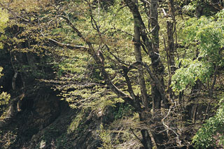 黒谷川沿いにいたニホンザル