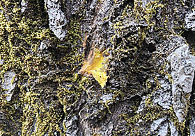ユビソヤナギの樹皮の下は鮮やかな黄色
