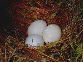 鳥の巣に卵