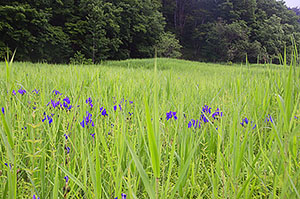 カキツバタ