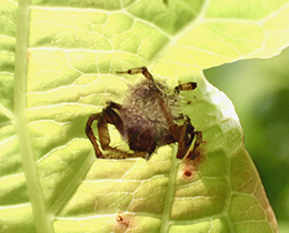 クモの冬虫夏草