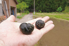 神社近くの水田にいるタニシ