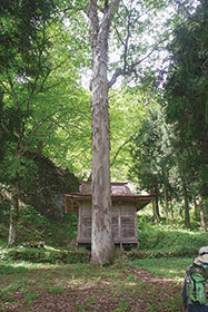 若宮八幡神社の大ケヤキ