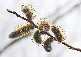 ユビソヤナギ開花