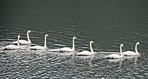 滝湖の白鳥