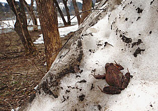 雪の上のタゴガエル