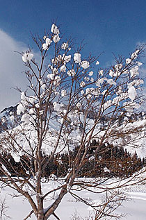 雪の花