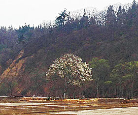 黒谷川のキタコブシ