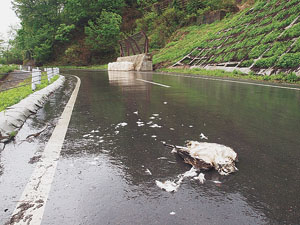 ひかれたクマタカ