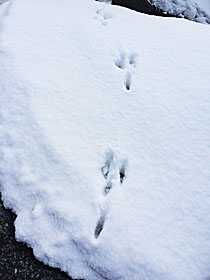 うさぎかな？ たぬきの足跡かな？