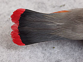 尻尾の赤いヒレンジャク
