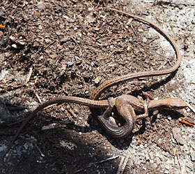 二ホンカナヘビの交尾