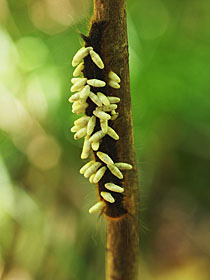 蜂に寄生した毛虫