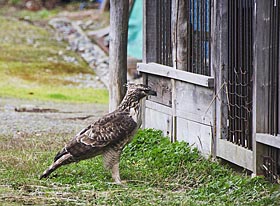 鶏小屋を狙うクマタカ