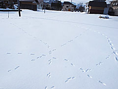 朝の雪面は足跡だらけ