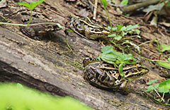 トノサマガエルに乗っかるモリアオガエル