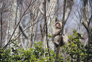 六十里越のサルの仔