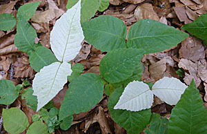 白いブナの葉