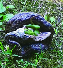 カエルを飲み込むヘビ