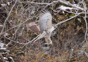 この鳥はなんだろ？