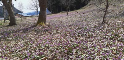 舘ノ川のカタクリ