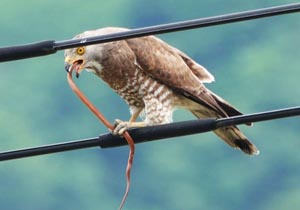 ヘビを飲み込むタカ