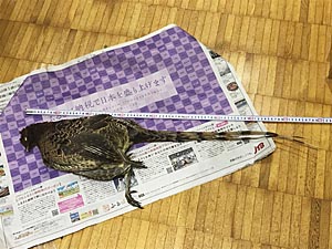 壁をぶち抜いたヤマドリ