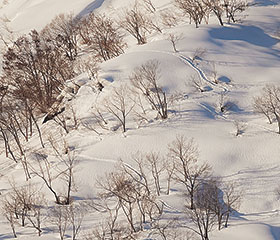 叶津の雪斜面