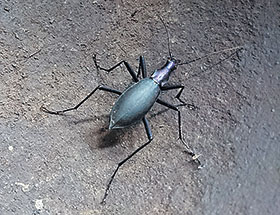 マイマイカブリ