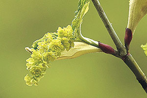 ウリハダカエデの雄花