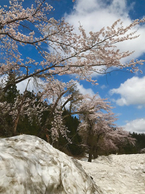 高校の桜