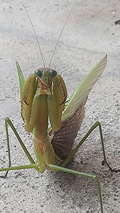 オオカマキリ