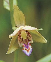 カキランの花