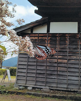 アサギマダラ