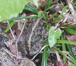 背中に線のあるツチガエル