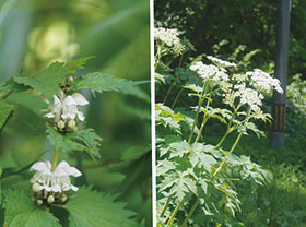 オドリコソウとハナウド