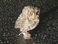 オオコノハズク